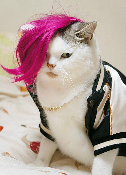 风靡全球的猫咪新发型