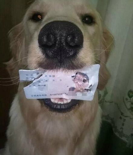 主人，这个是你的身份证吗