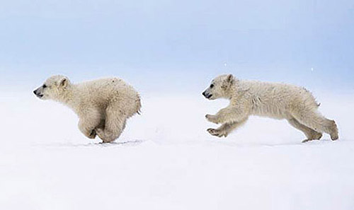 快乐成长中的北极熊