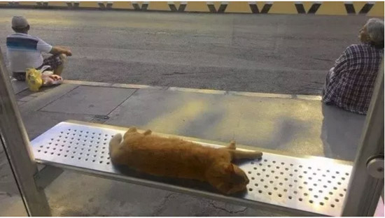 一只猫睡在了公交站台的长凳上，路人都不去打扰它