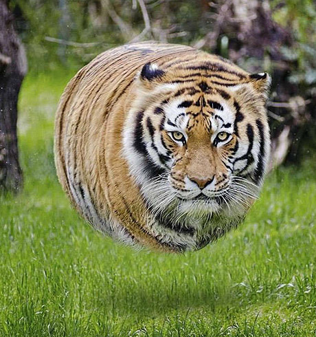 圆溜溜的老虎，跑得快
