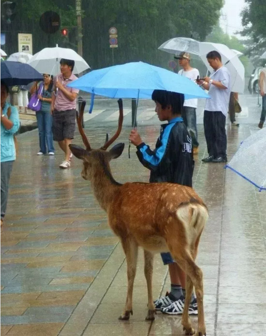 担心小鹿被雨淋湿着凉。小哥哥为它撑起了一把伞