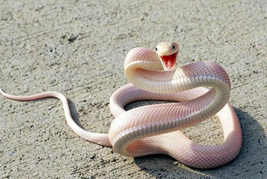 这么漂亮的蛇，我说它没毒，你信吗？