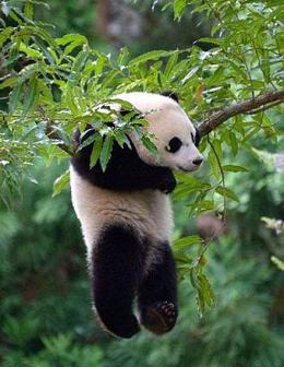 熊猫的日常生活图片,吃喝玩乐,尽享人生繁华