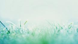 清新淡雅小草风景壁纸-浓浓的绿，淡淡的香