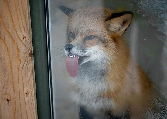 原来狐狸的舌头这么长啊