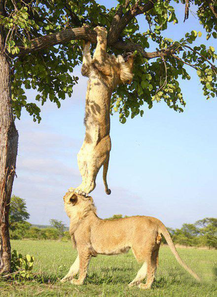 狮子你爬这么高，要吃树叶吗？