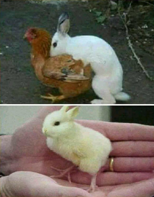 兔子把鸡给密西了，蛋生一个新物种兔子鸡