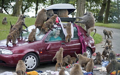 成群猴子打劫汽车
