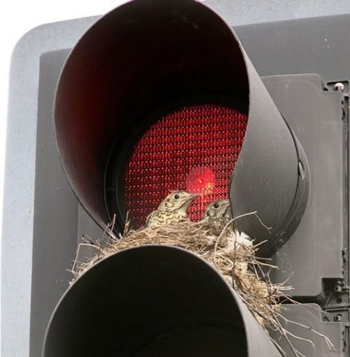 红绿灯上的鸟巢