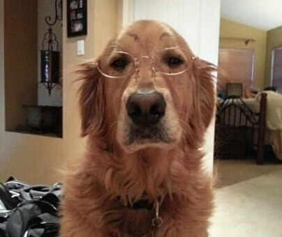 老花眼的狗狗，戴上眼镜斯文多了