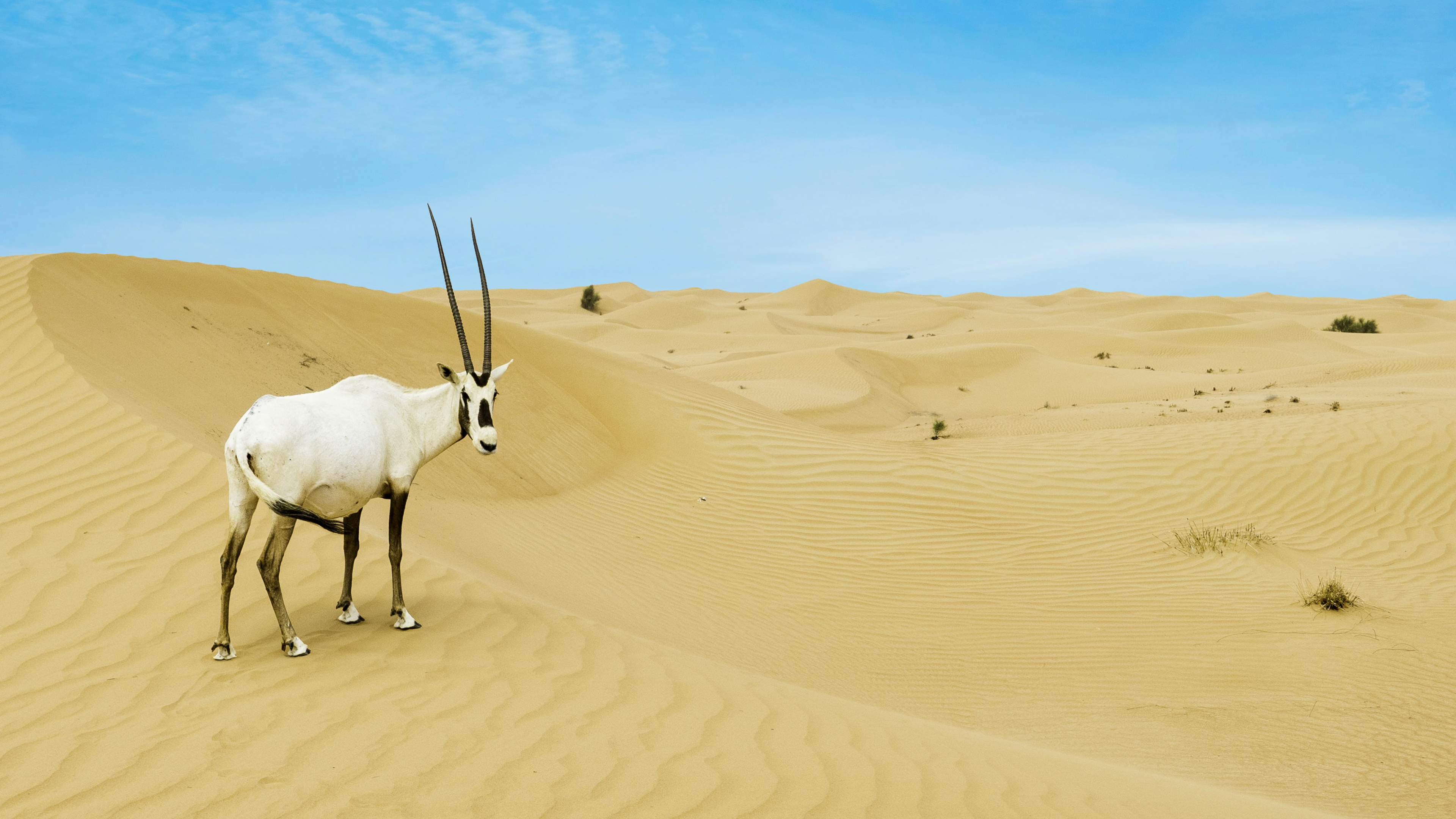 沙漠地带的长角羚羊高清壁纸
