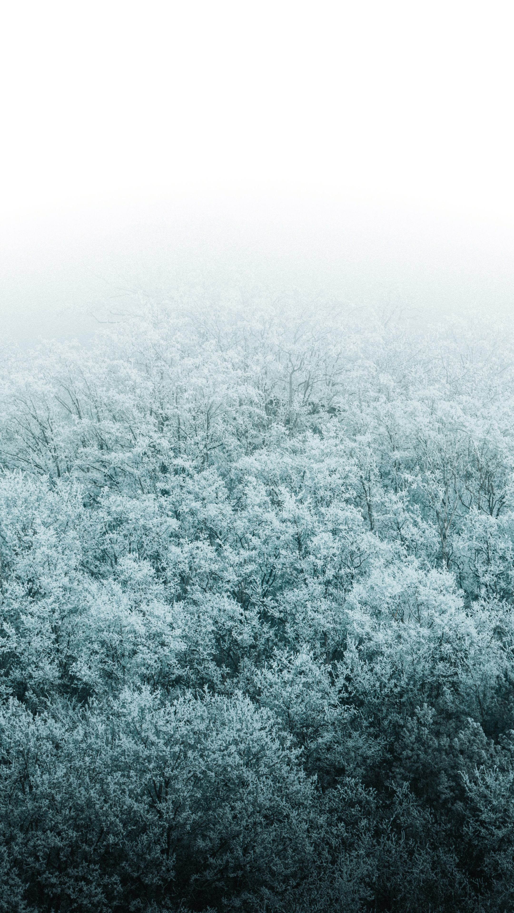 霜结满山的森林风景高清手机壁纸