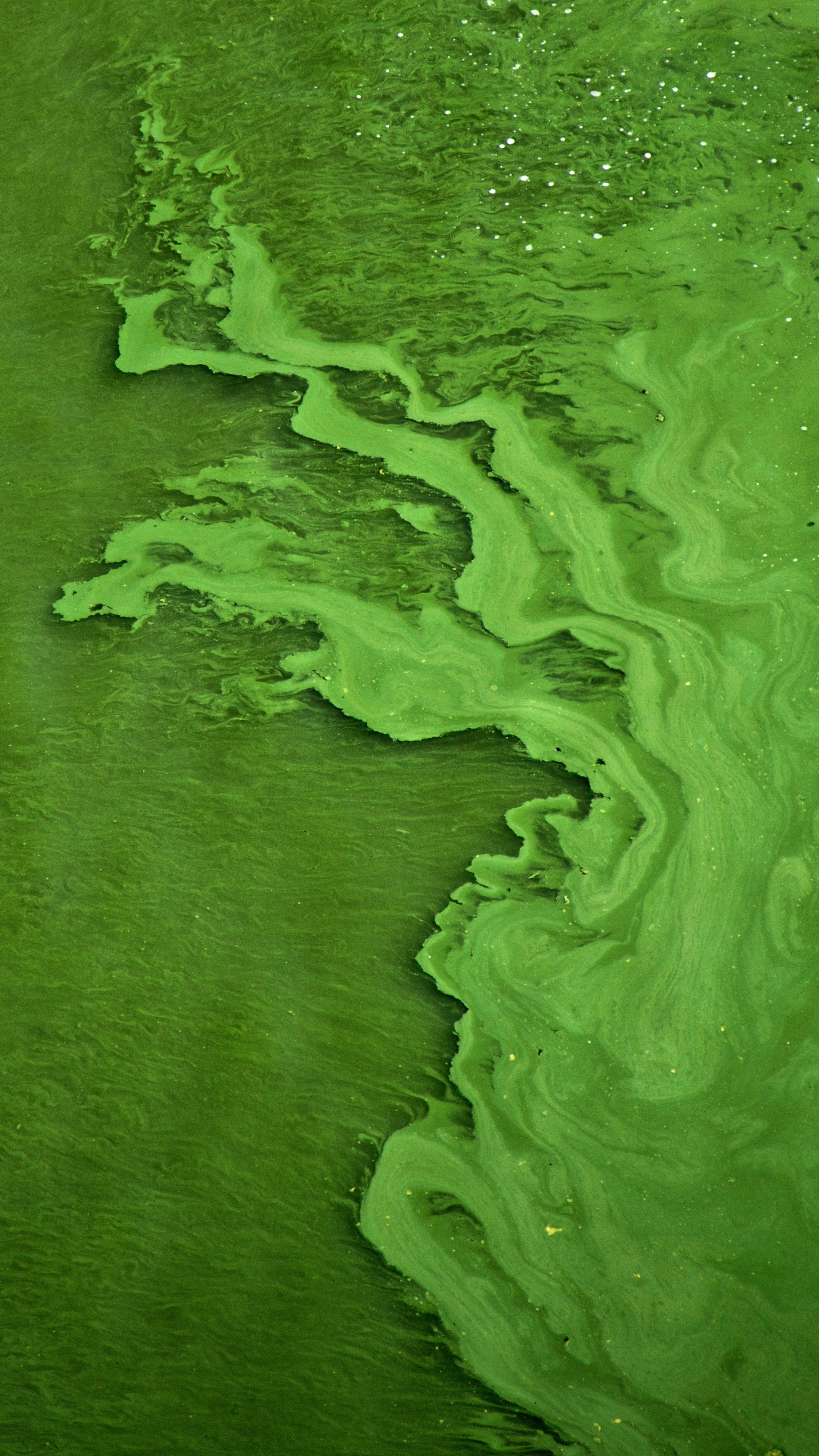 创意的绿色液体流动的抽象手机壁纸下载