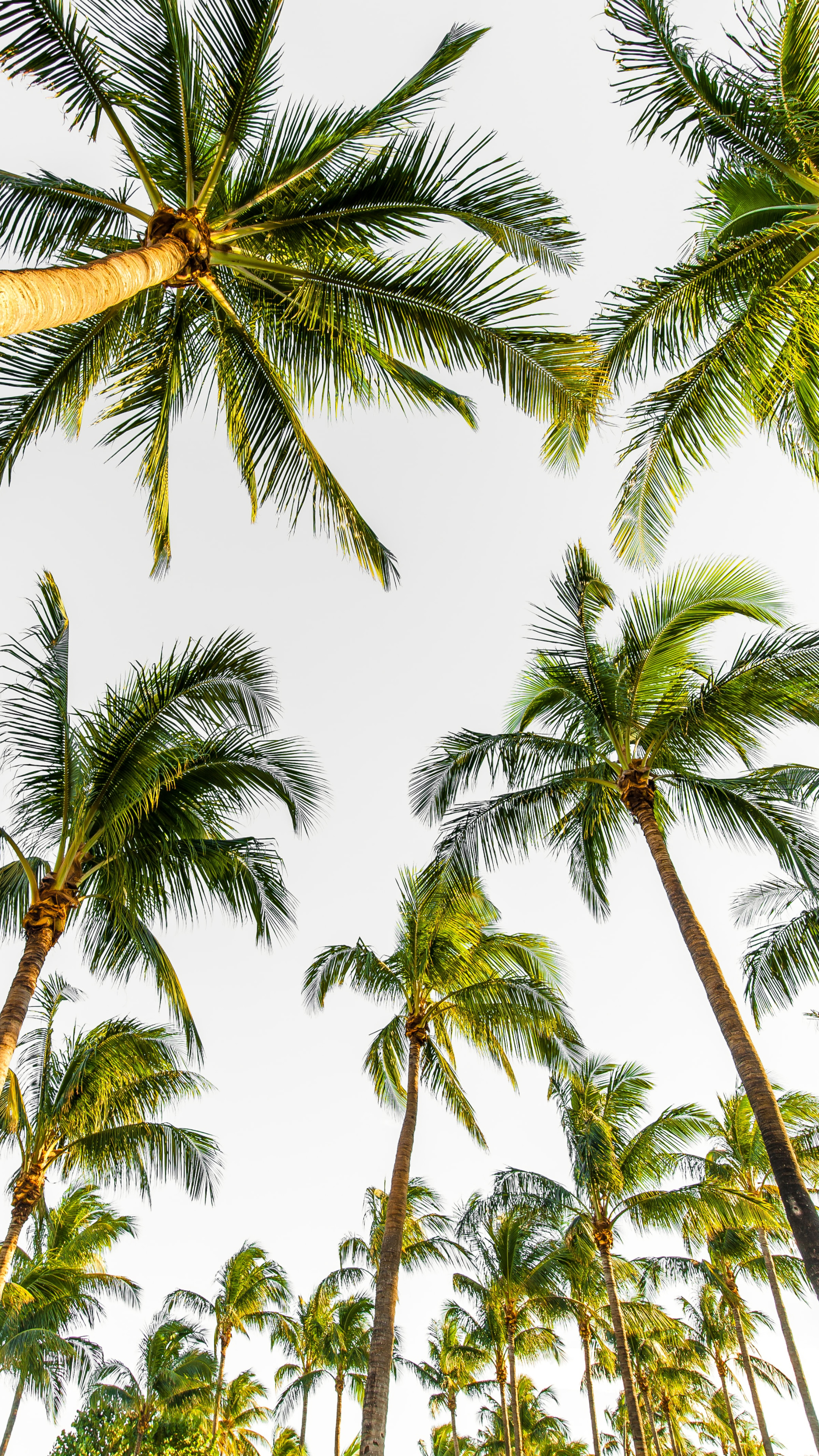 仰拍视角路边的椰子树手机壁纸