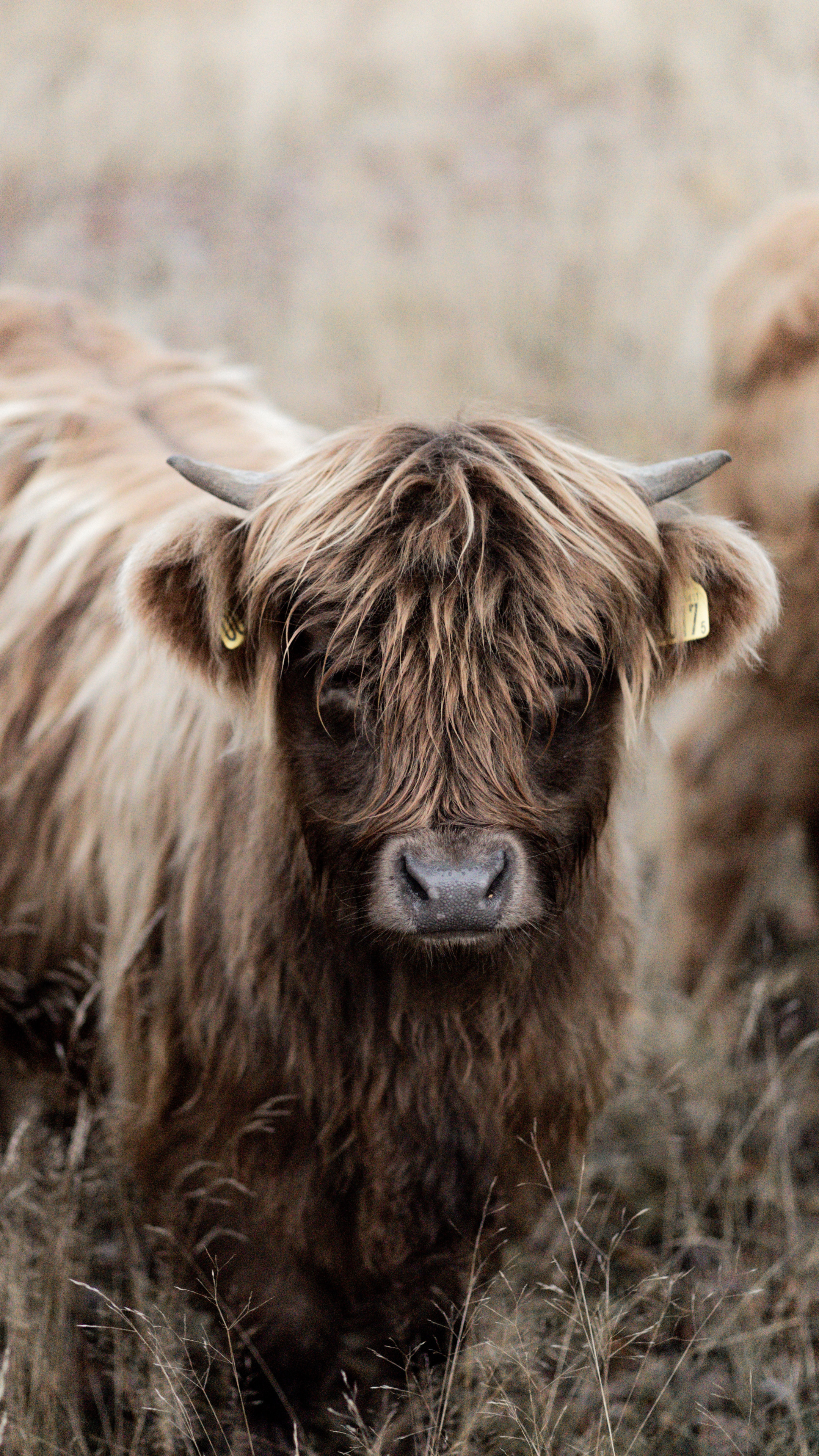非主流发型始祖牦牛的摄影手机壁纸