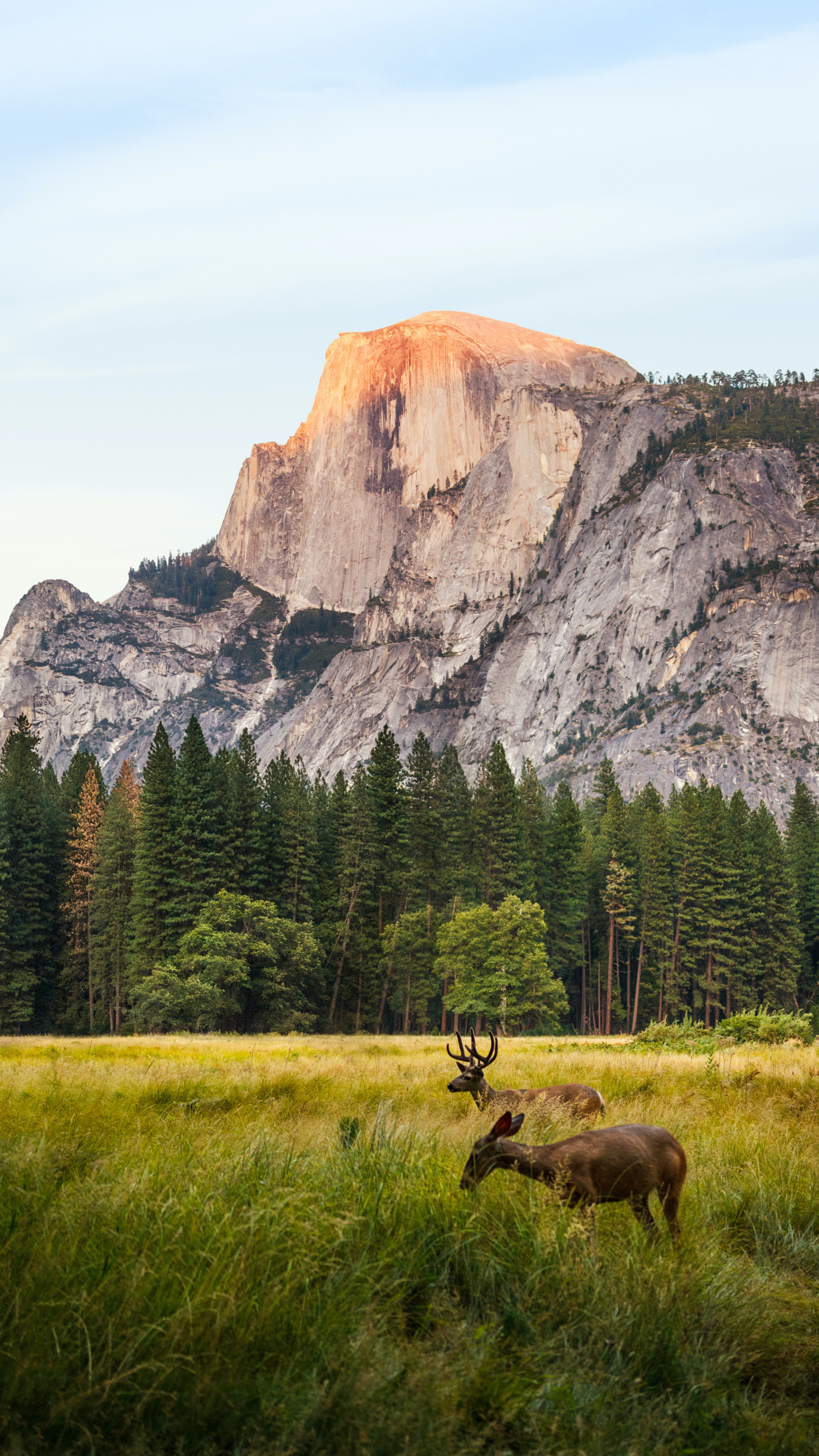 山中草地吃草的鹿和美丽的大山风景手机壁纸图片