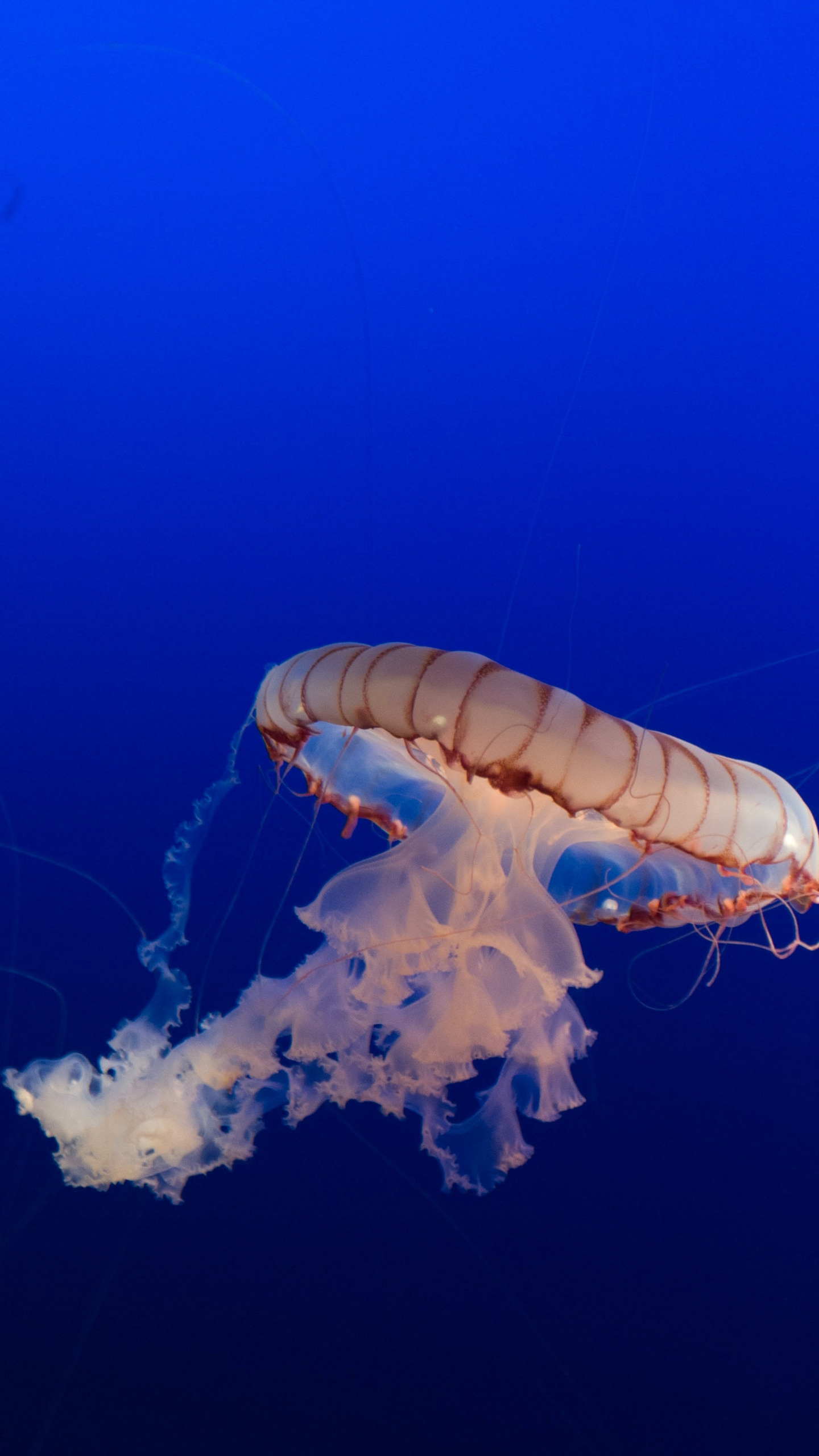 深海里的水母创意手机壁纸