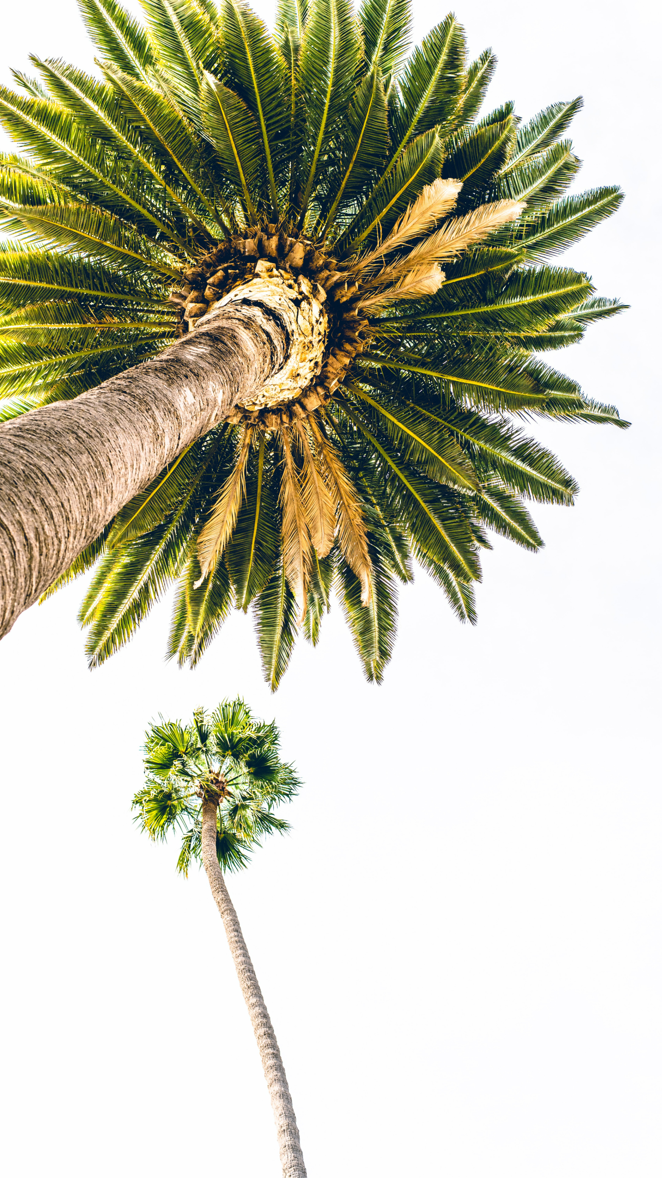 高耸的椰树仰拍超清手机壁纸
