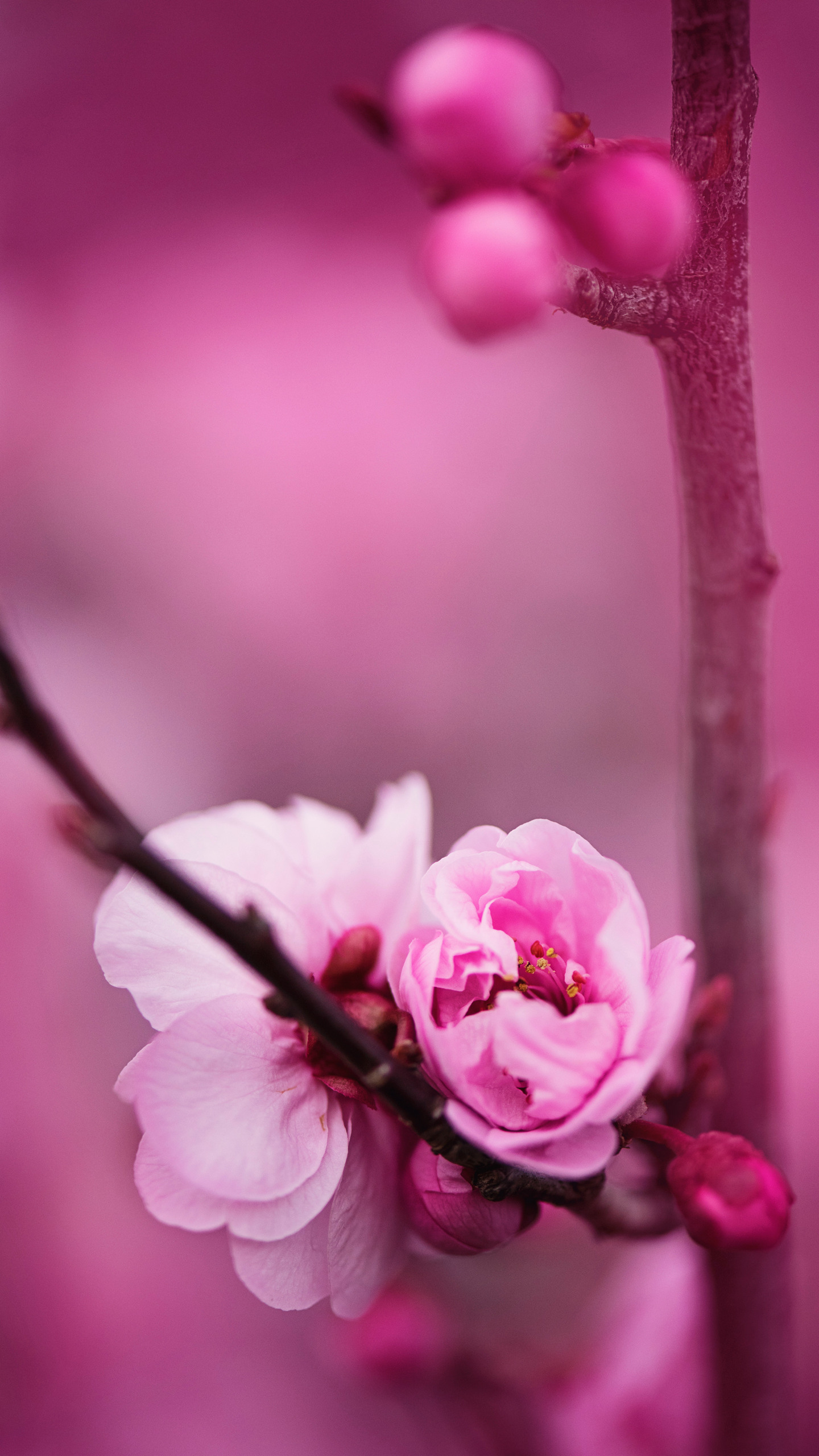 盛开的粉色蔷薇科植物<span style='color:red;'>樱花</span>的唯美摄影手机壁纸