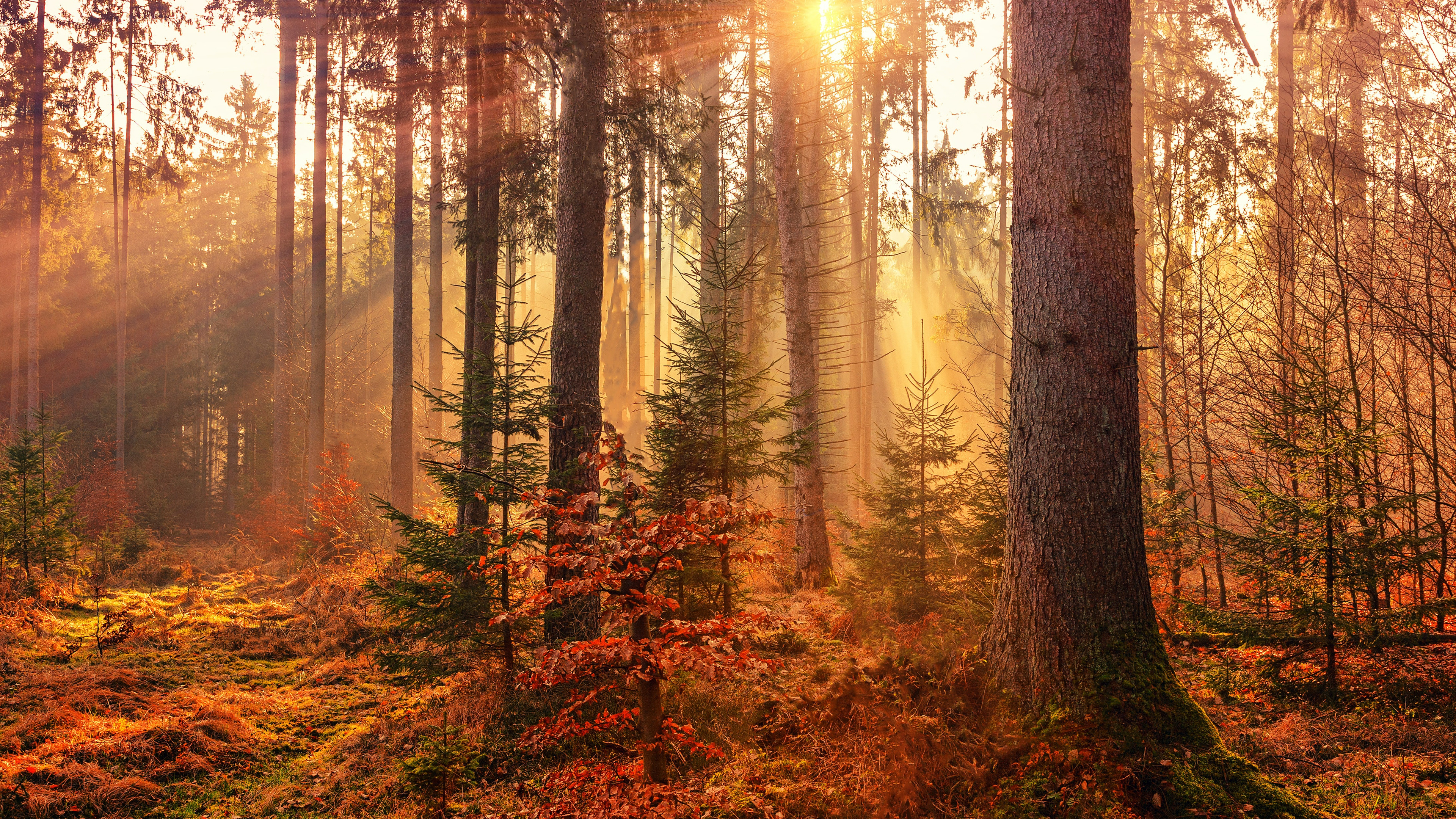 阳光照射过茂密的树林风景壁纸