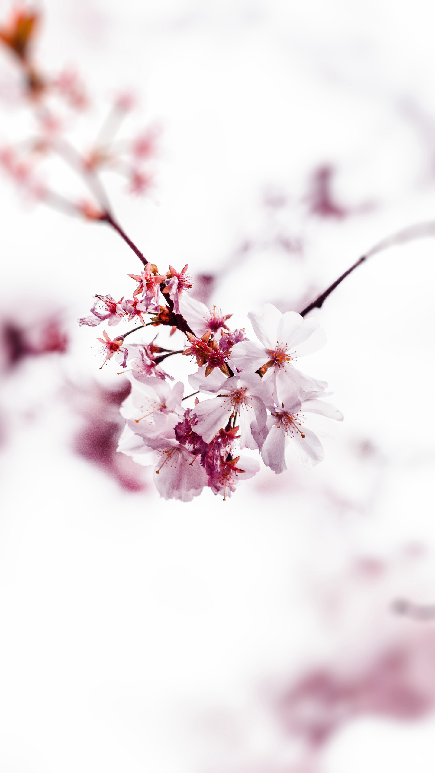 唯美又浪漫的蔷薇科植物樱花的超清摄影手机壁纸