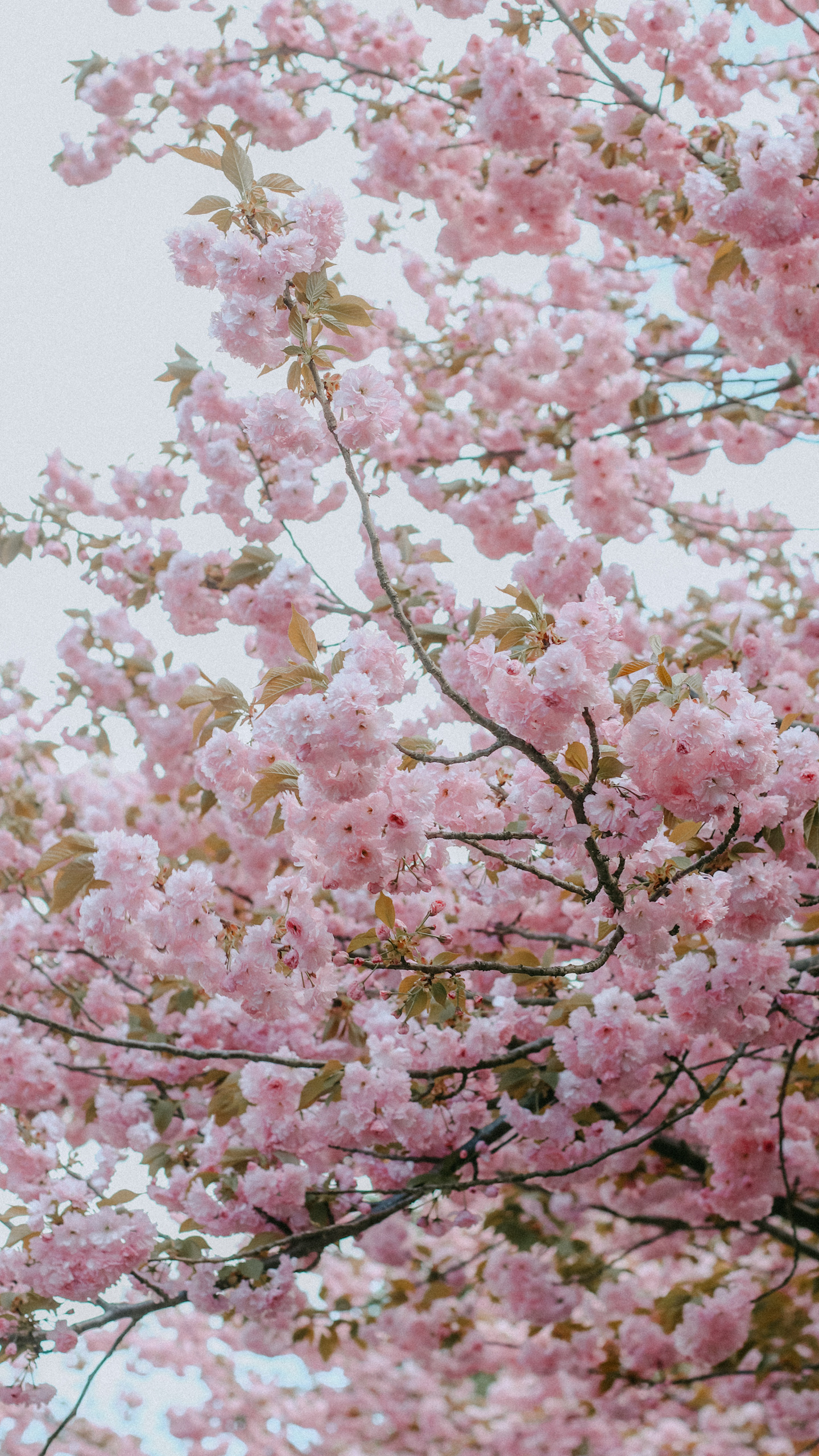 唯美浪漫的樱花树林超清摄影手机壁纸推荐
