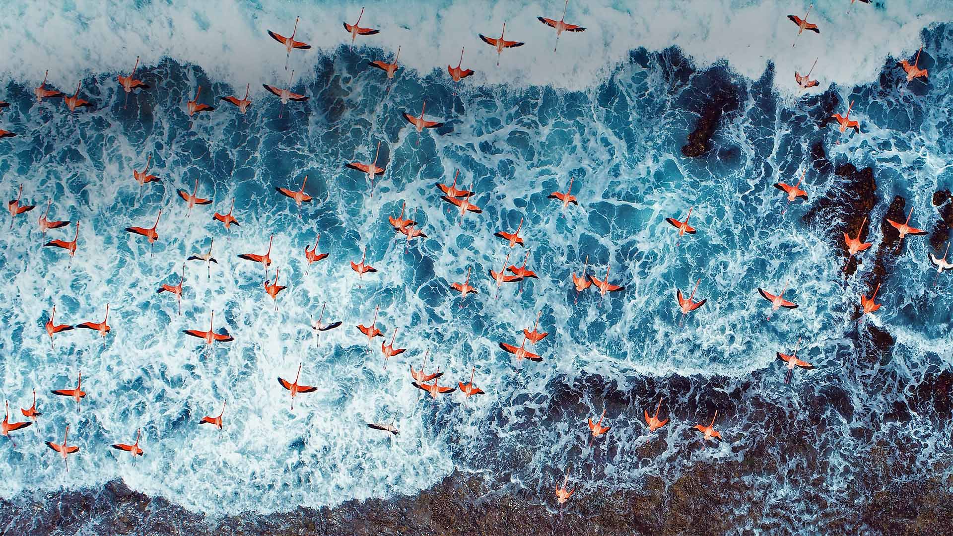 飞过波澜壮阔海面上的一群美洲红鹳桌面壁纸图片