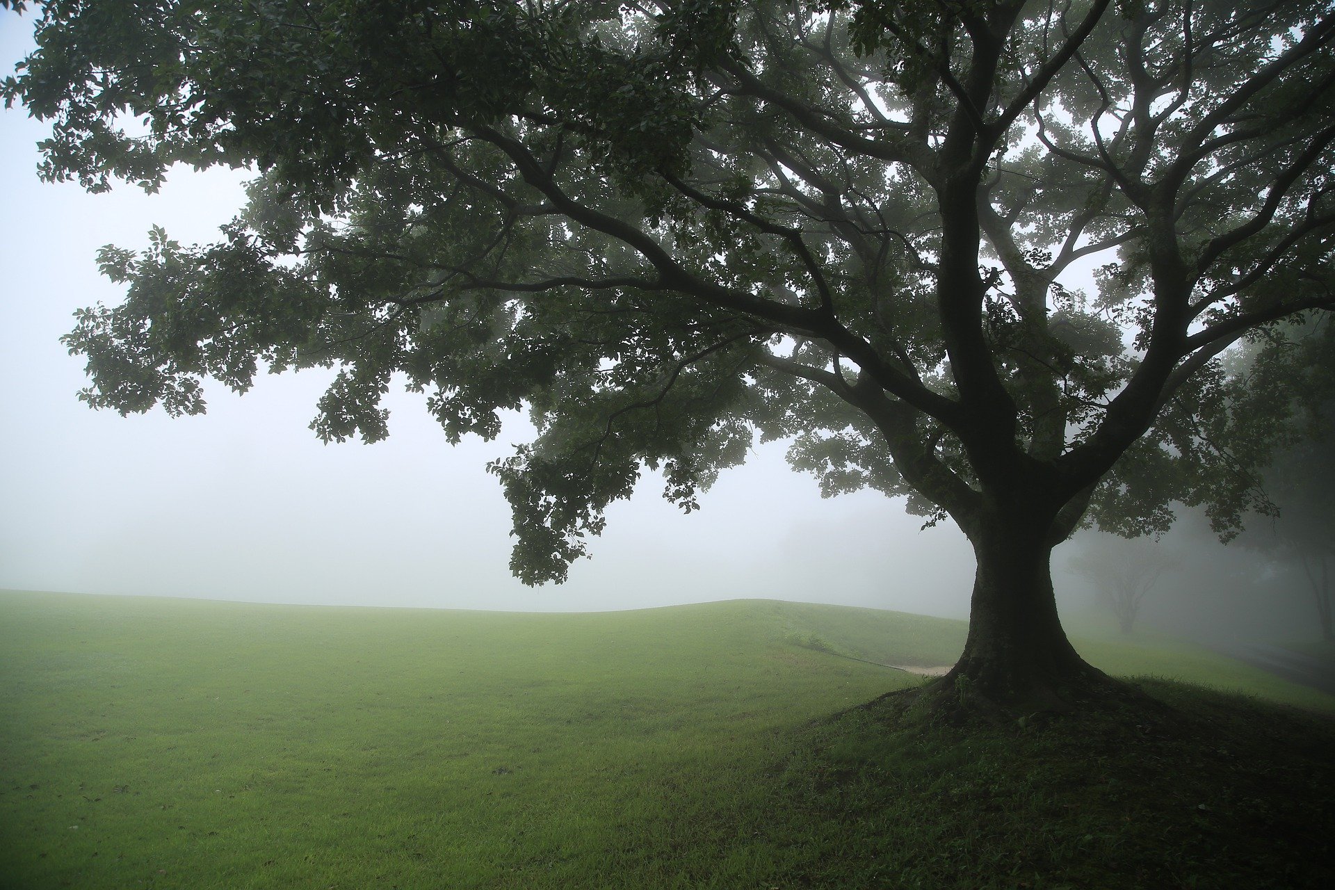 幻境般唯美景色壁纸图片 漫山浓雾的草原，一棵大树，宛若神秘的秘境