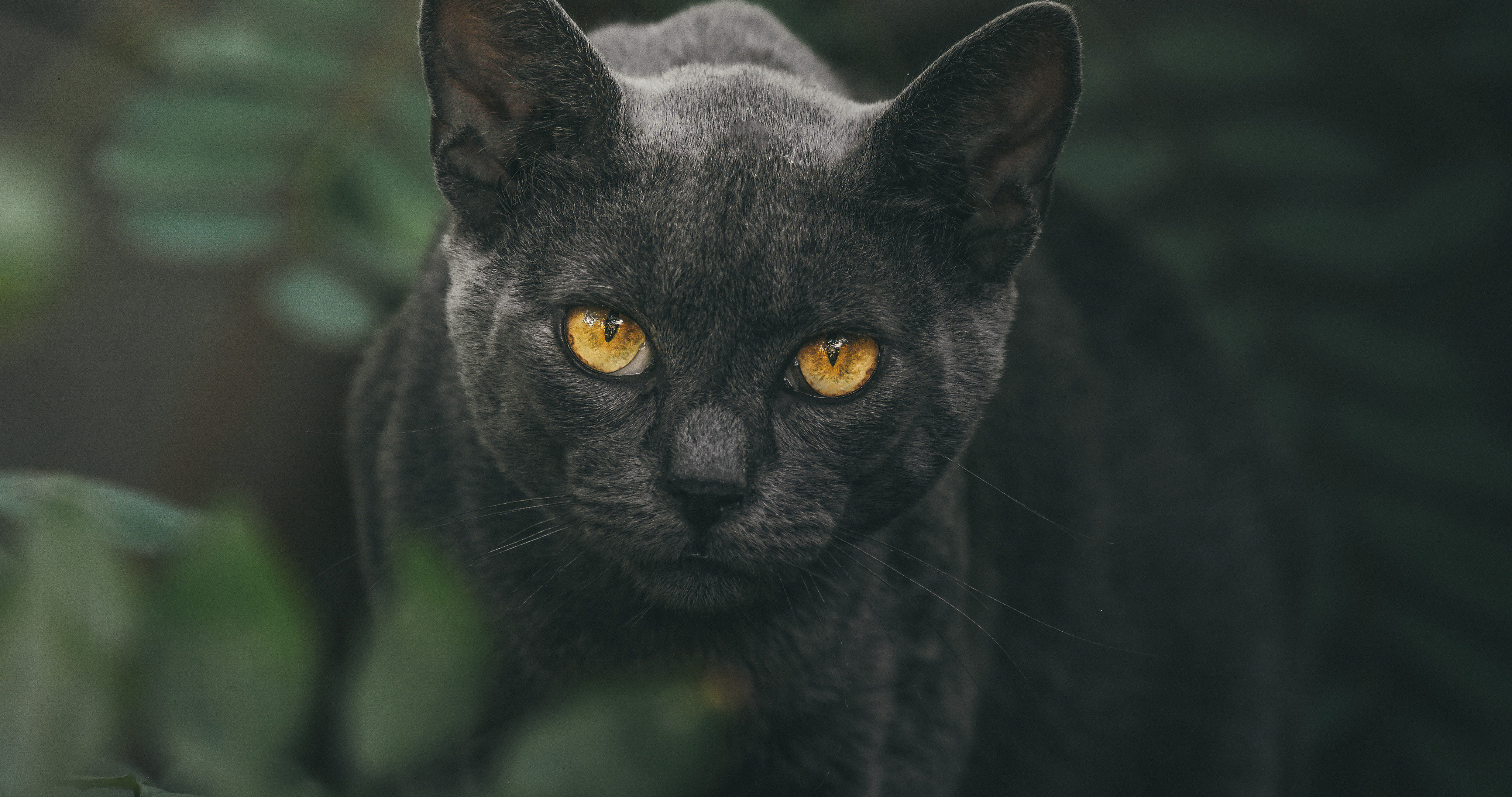 黄色眼球的黑猫高清摄影壁纸