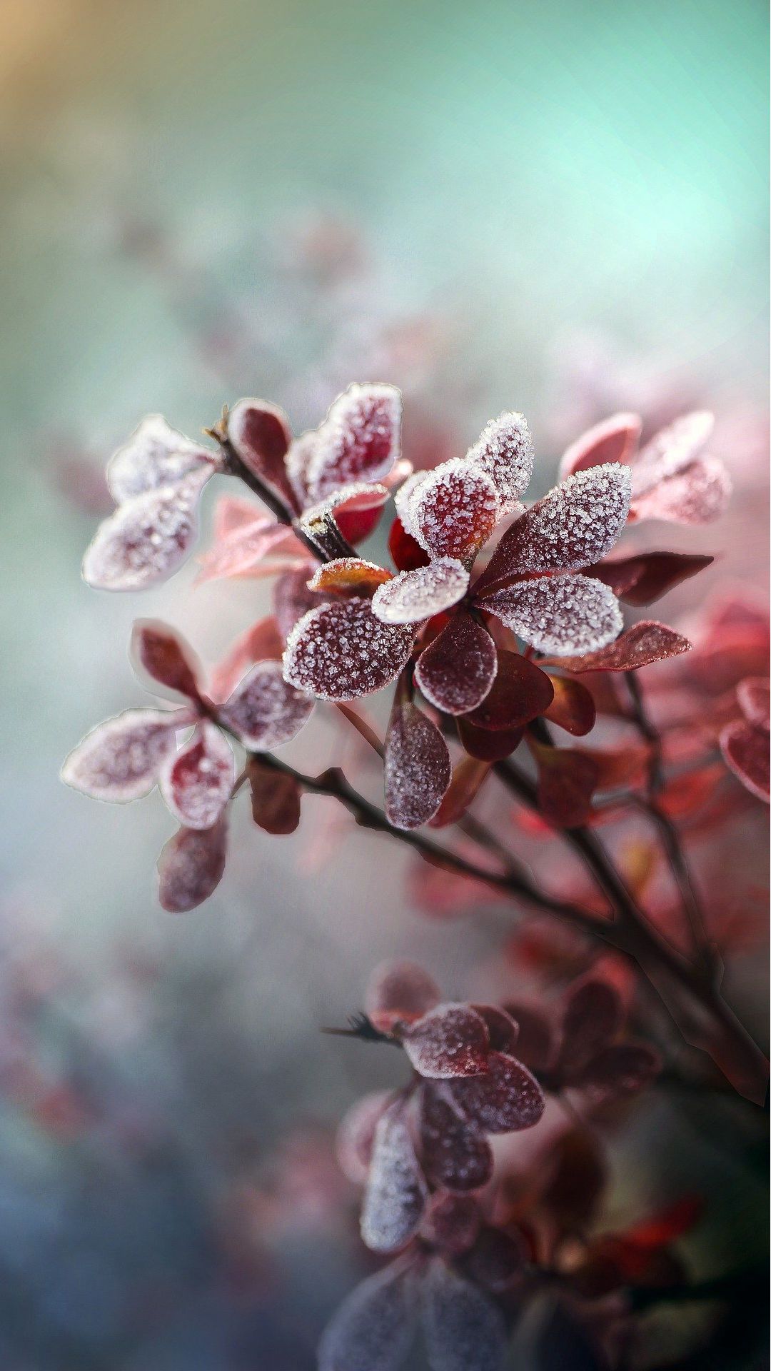 霜冻植物日本小檗 叶子高清微距手机摄影壁纸图片 寒霜