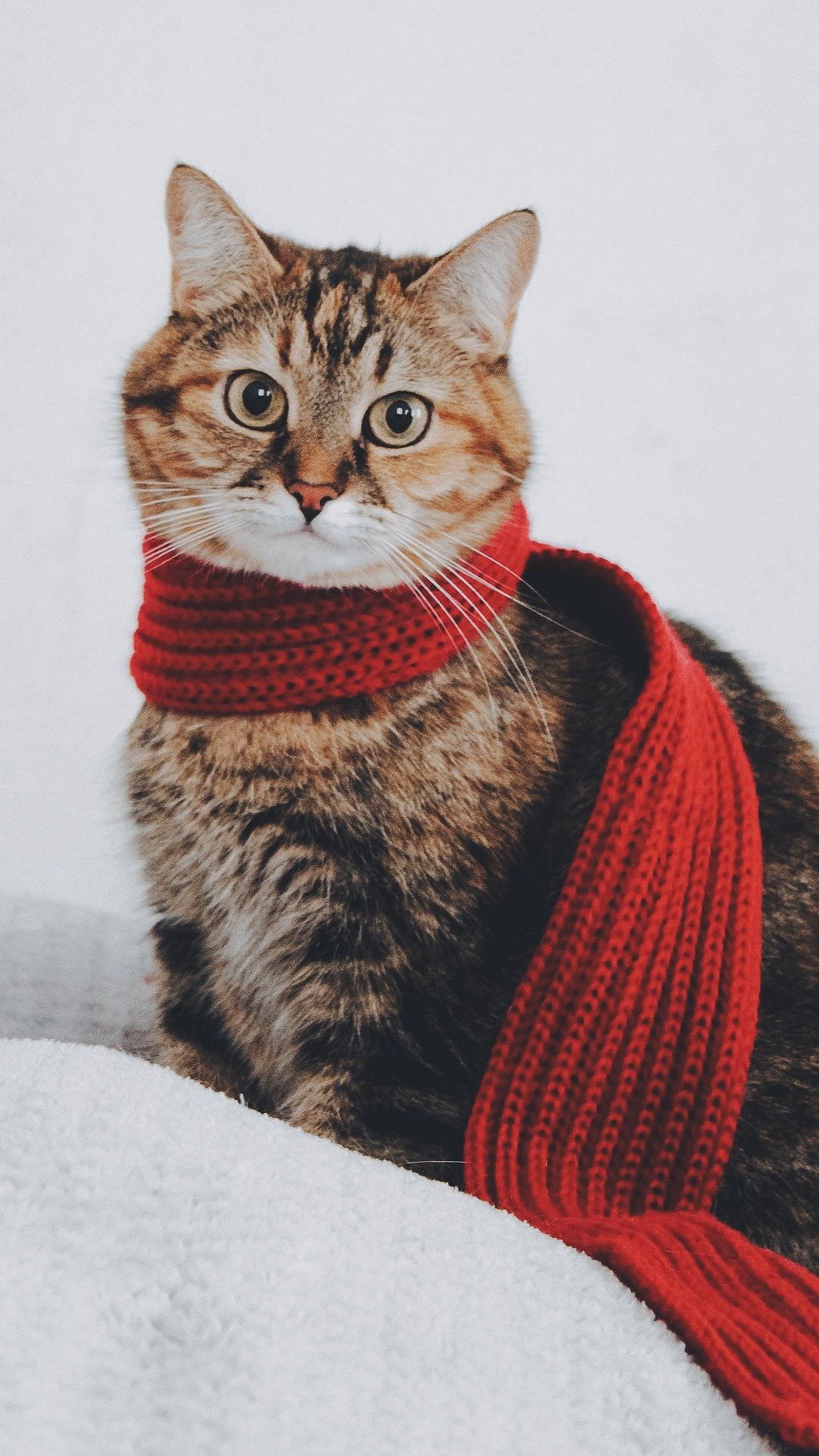 围着红色围巾的可爱虎斑猫高清摄影手机壁纸图片