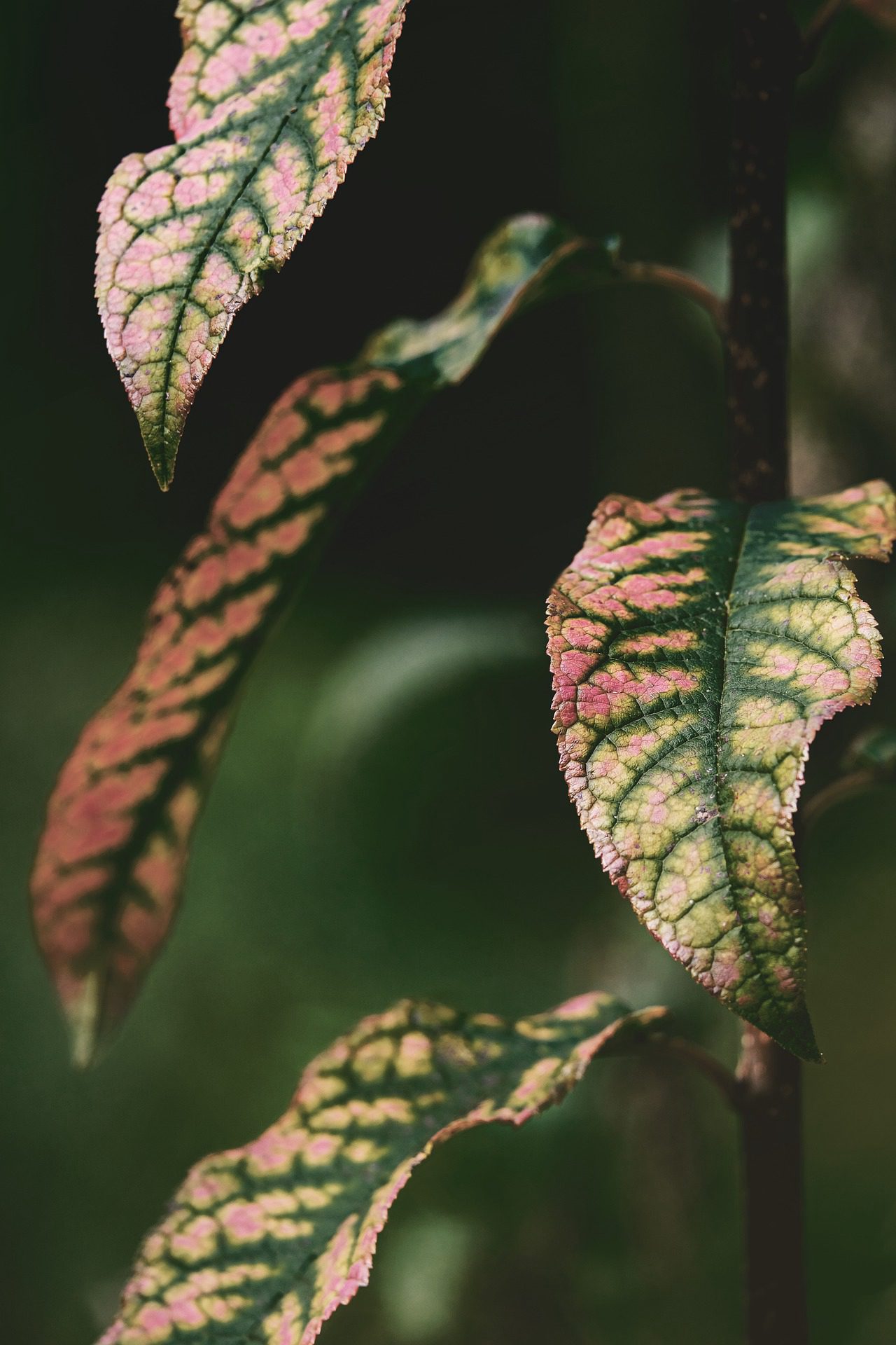 绿色植物 多色叶 唯美高清植物叶子手机壁纸图片 叶子