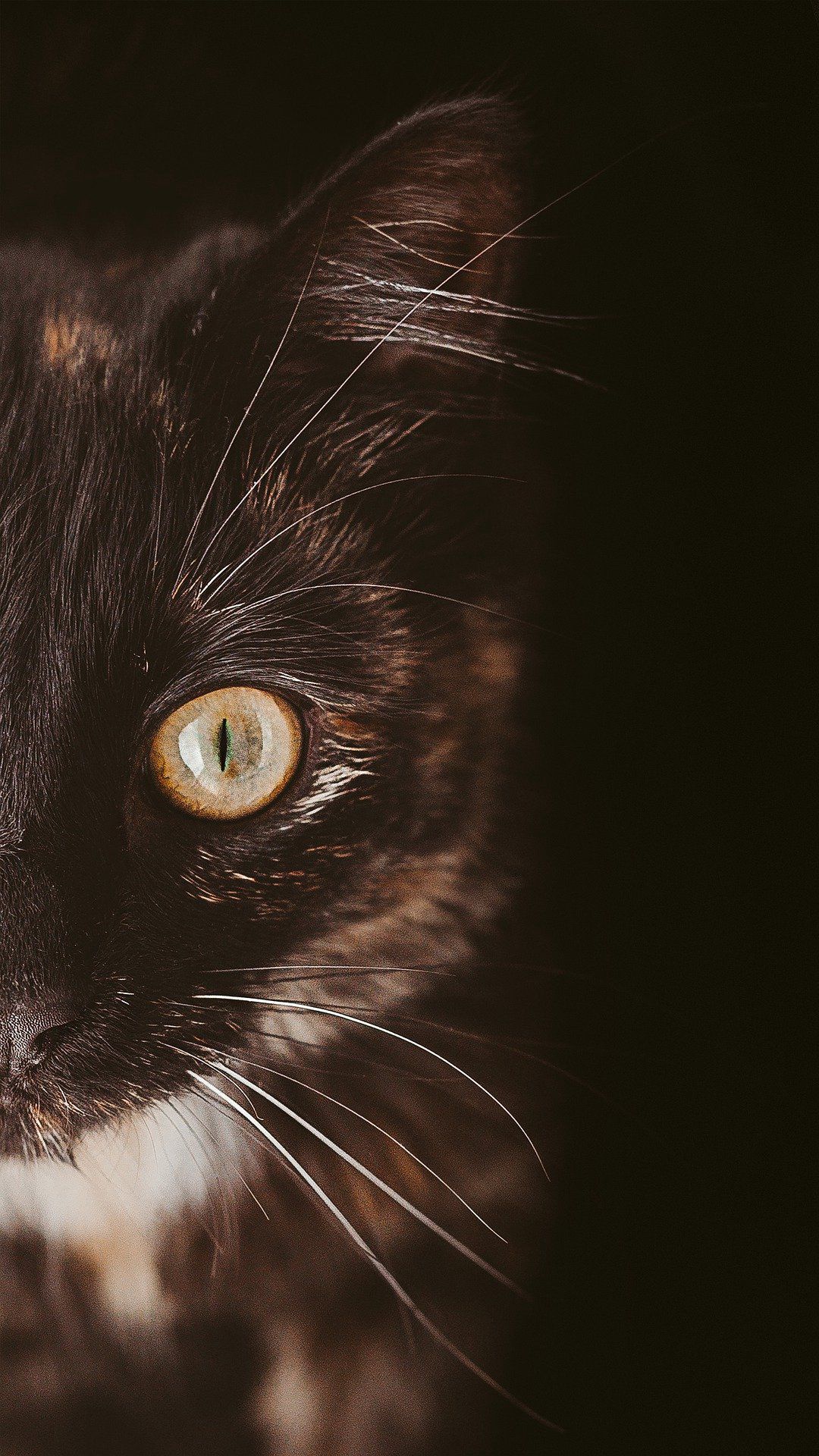 花猫高清静距离特写 黑色背景 宠物 动物手机壁纸图片 猫