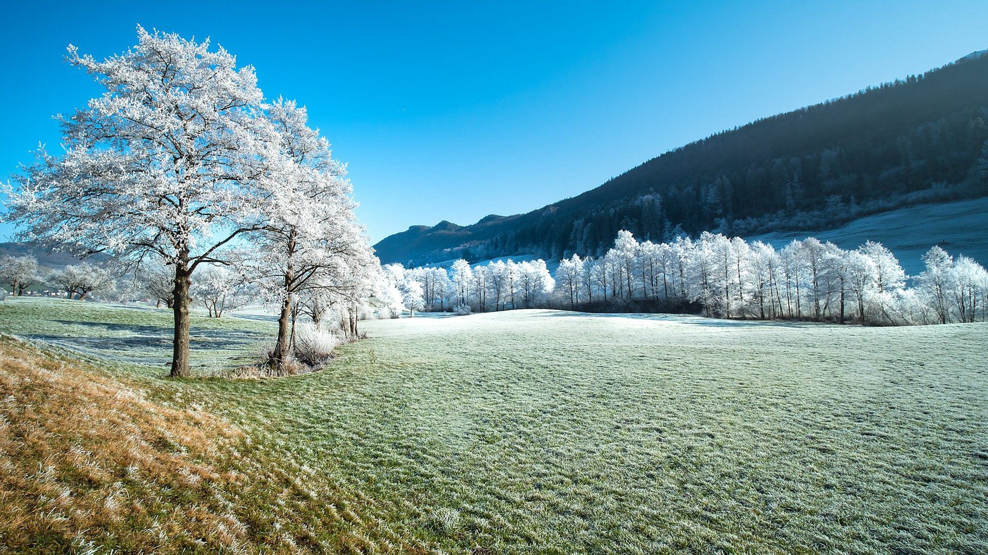 草原山林树木美景 那冻结在树上的霜，宛若银装 唯美景色壁纸图片 冬季