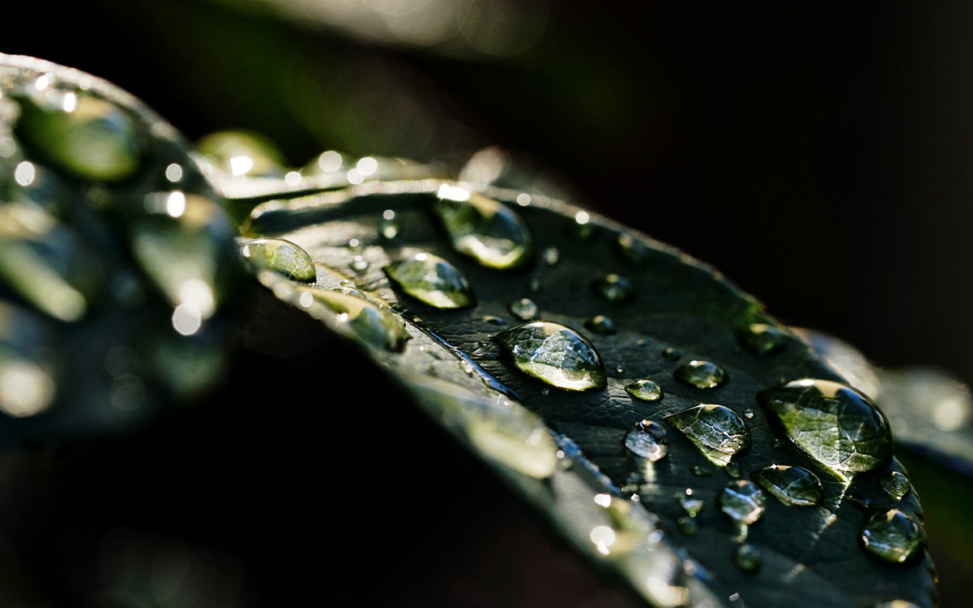 露珠 绿叶 高清微距植物叶子壁纸图片 水滴