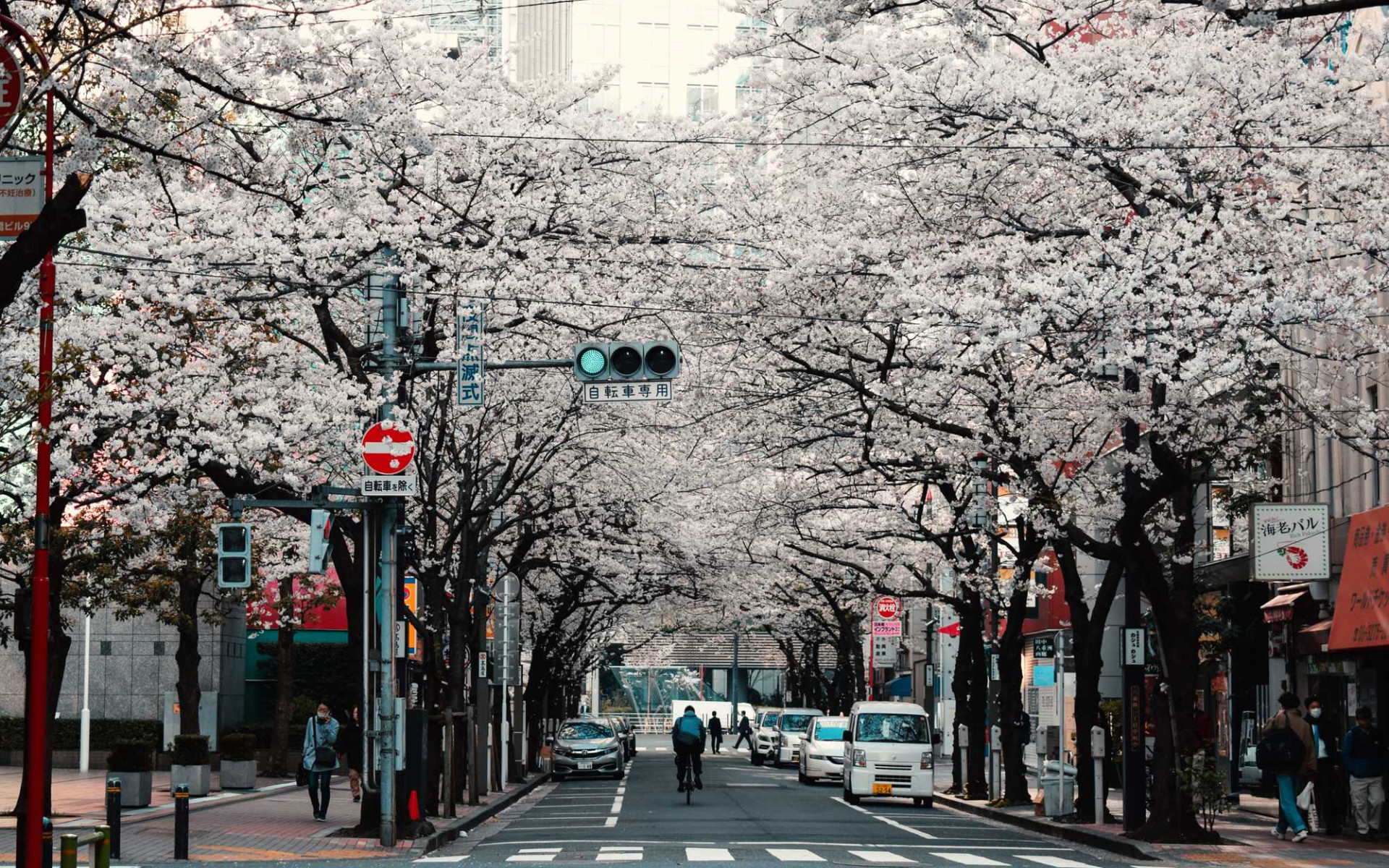 日本种满<span style='color:red;'>樱花</span>树的城市街道电脑壁纸