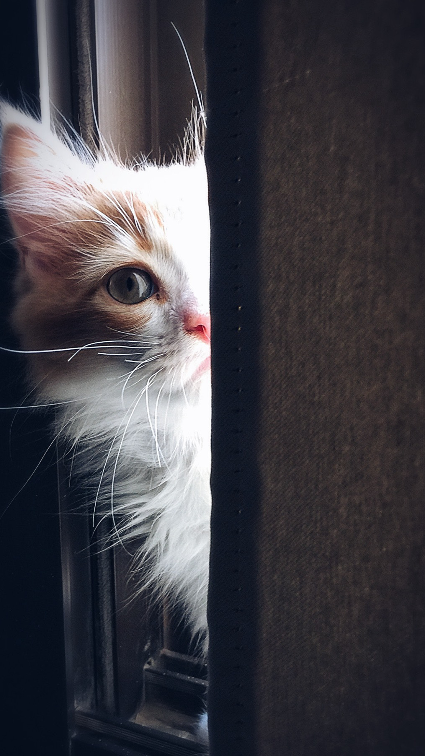 可爱的宠物猫咪摄影手机壁纸下载
