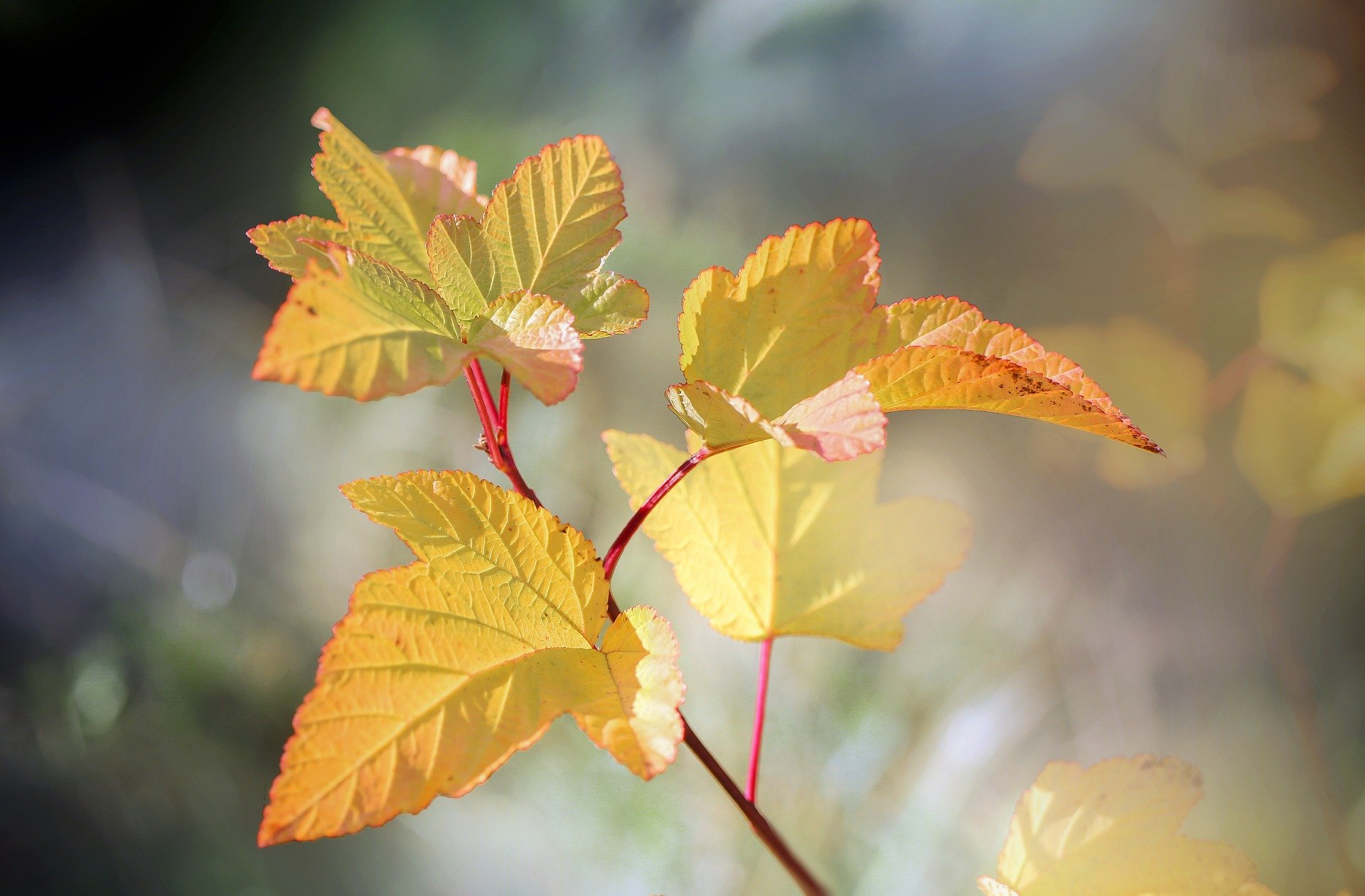 小黄叶 枝叶嫩叶 微距植物摄影高清图片 叶子