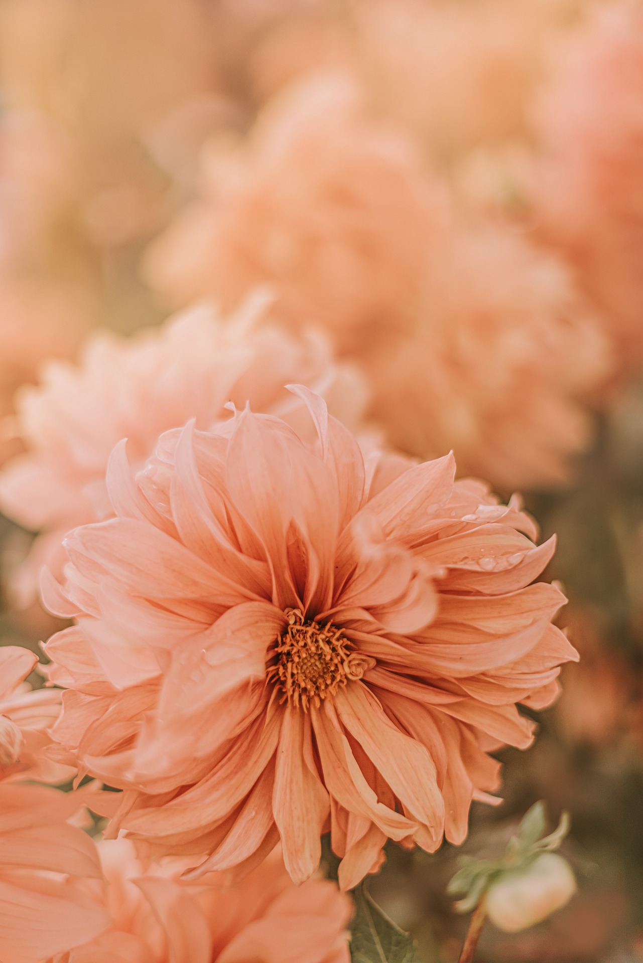 花卉 花朵唯美高清手机壁纸图片 粉红色的鲜花