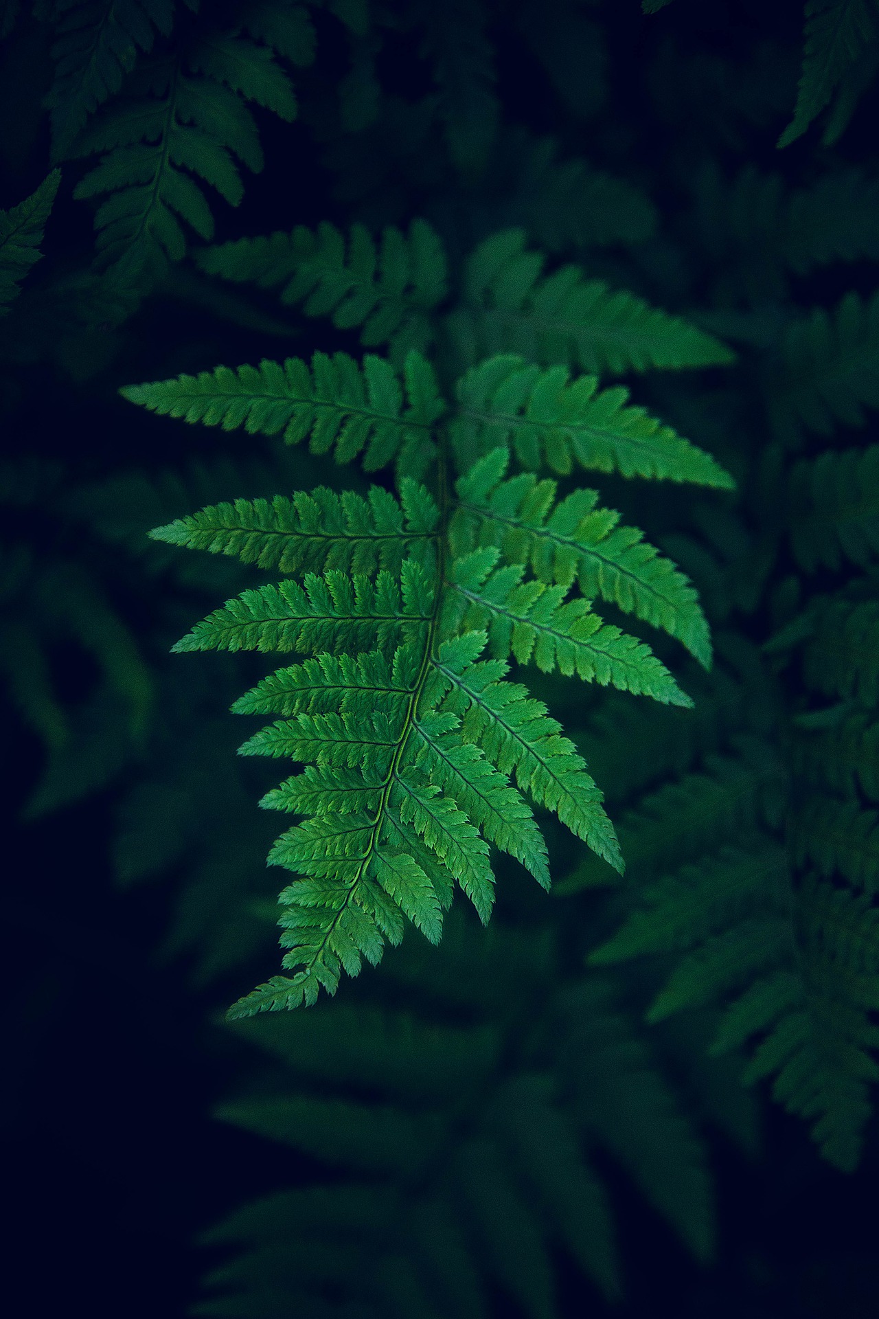 蕨类植物的嫩叶 唯美森系大自然植物手机壁纸图片 绿叶