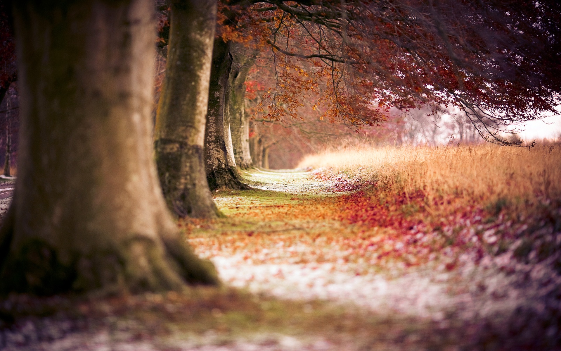 大树成排，红色落叶满地的森林小道风景电脑壁纸