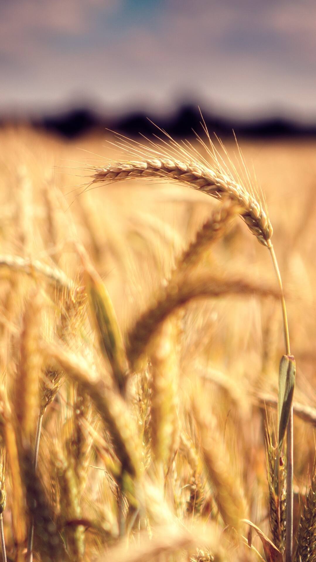 金黄麦田里的一株小麦近照摄影手机壁纸