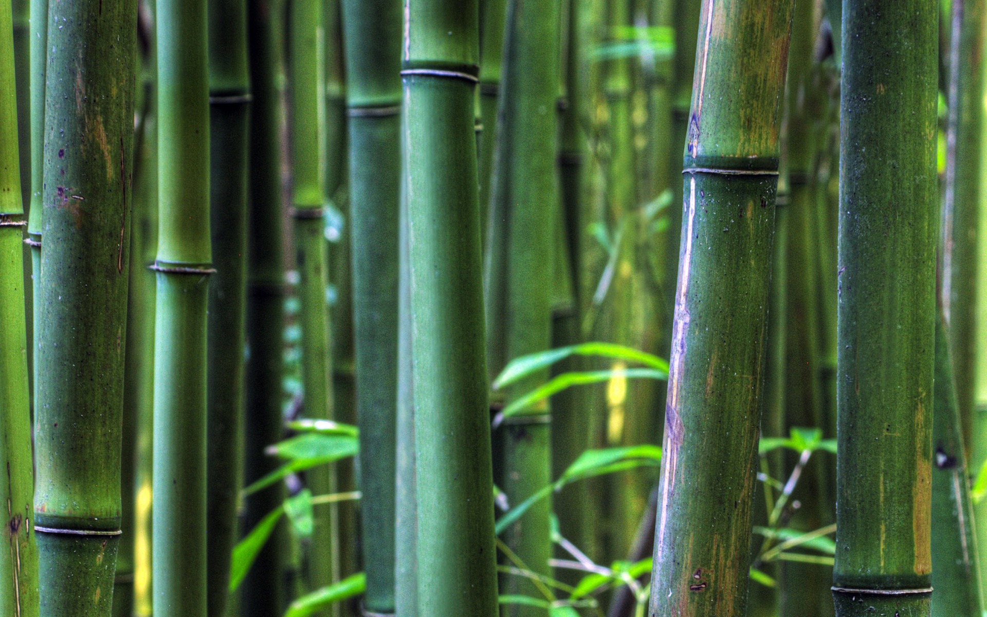 <span style='color:red;'>竹林</span>里的竹子摄影护眼壁纸图片