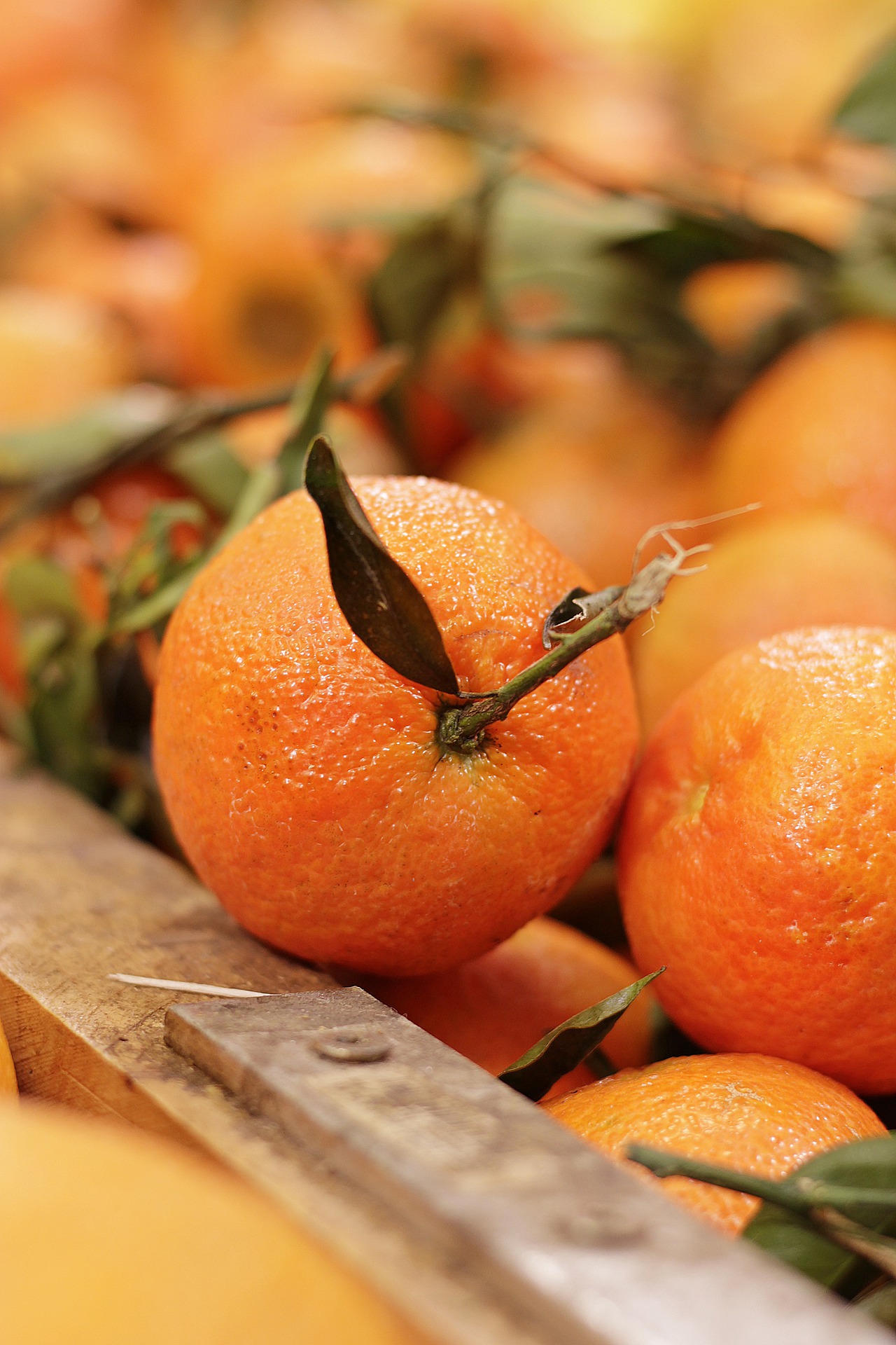 富含维生素的橙色柑橘，橘子果实唯美手机壁纸图片