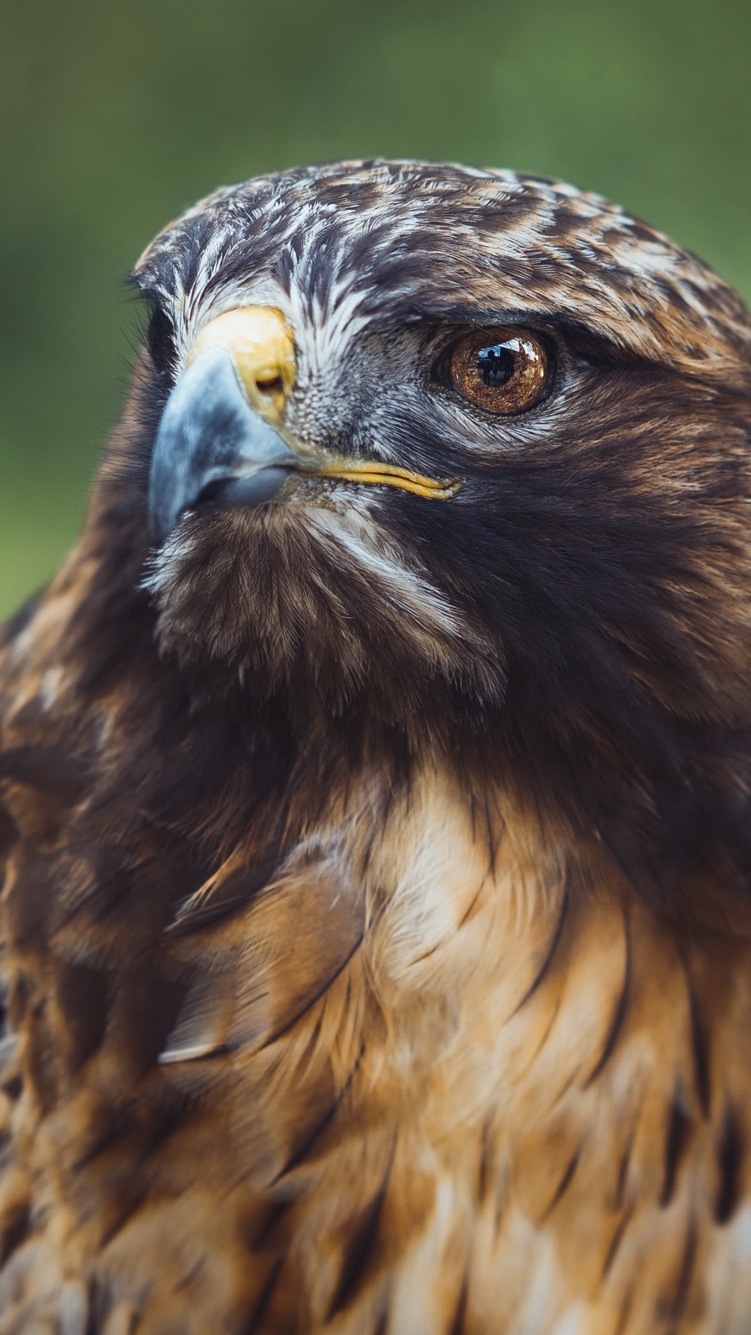 野性飞行动物雕，老鹰的近照摄影手机壁纸