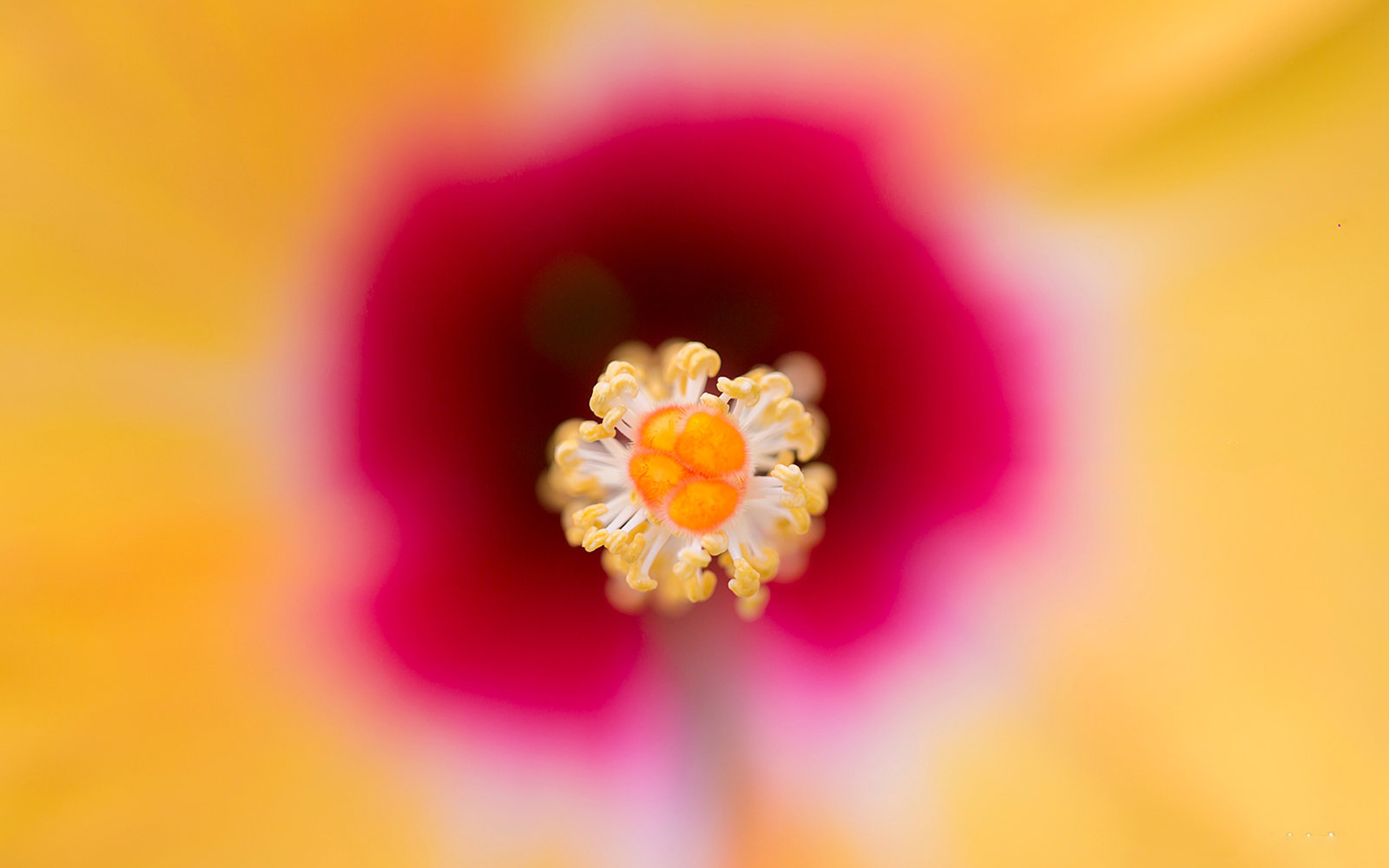花卉的微观世界，高清<span style='color:red;'>静距离</span>微距花卉摄影唯美桌面壁纸图片