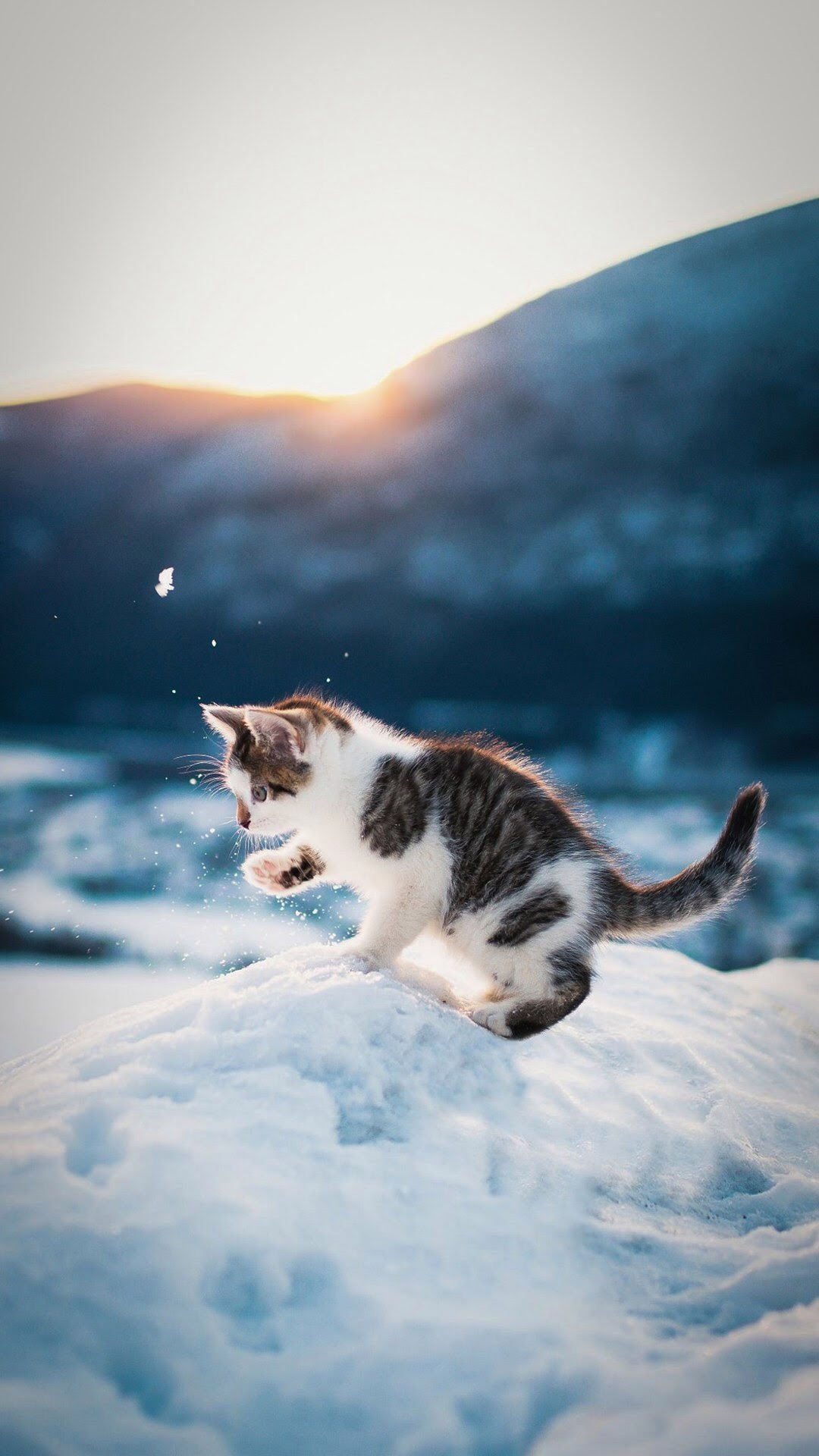 雪地里玩耍的小萌猫