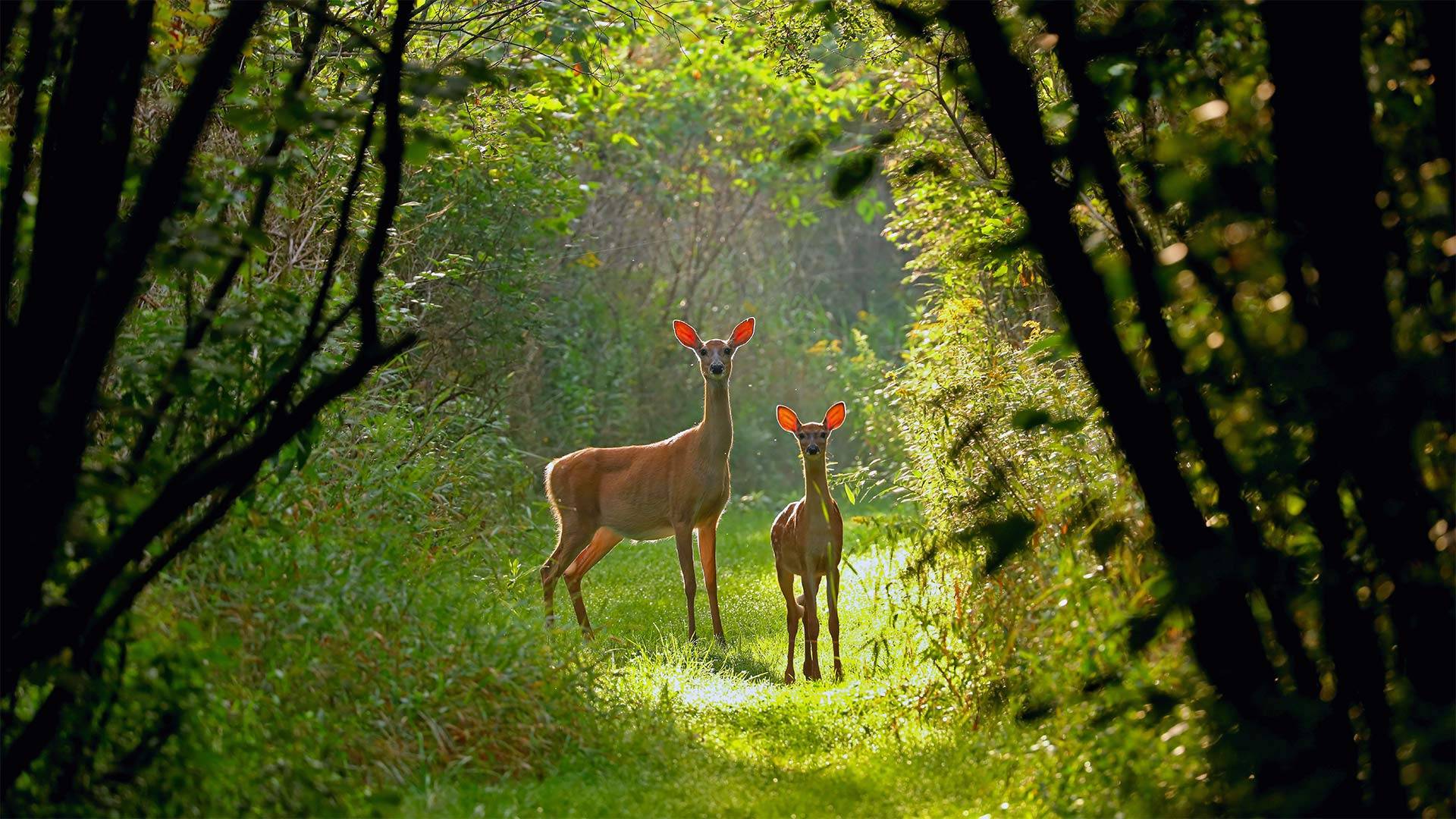 森林小路上驻足观望的大小两只鹿壁纸图片