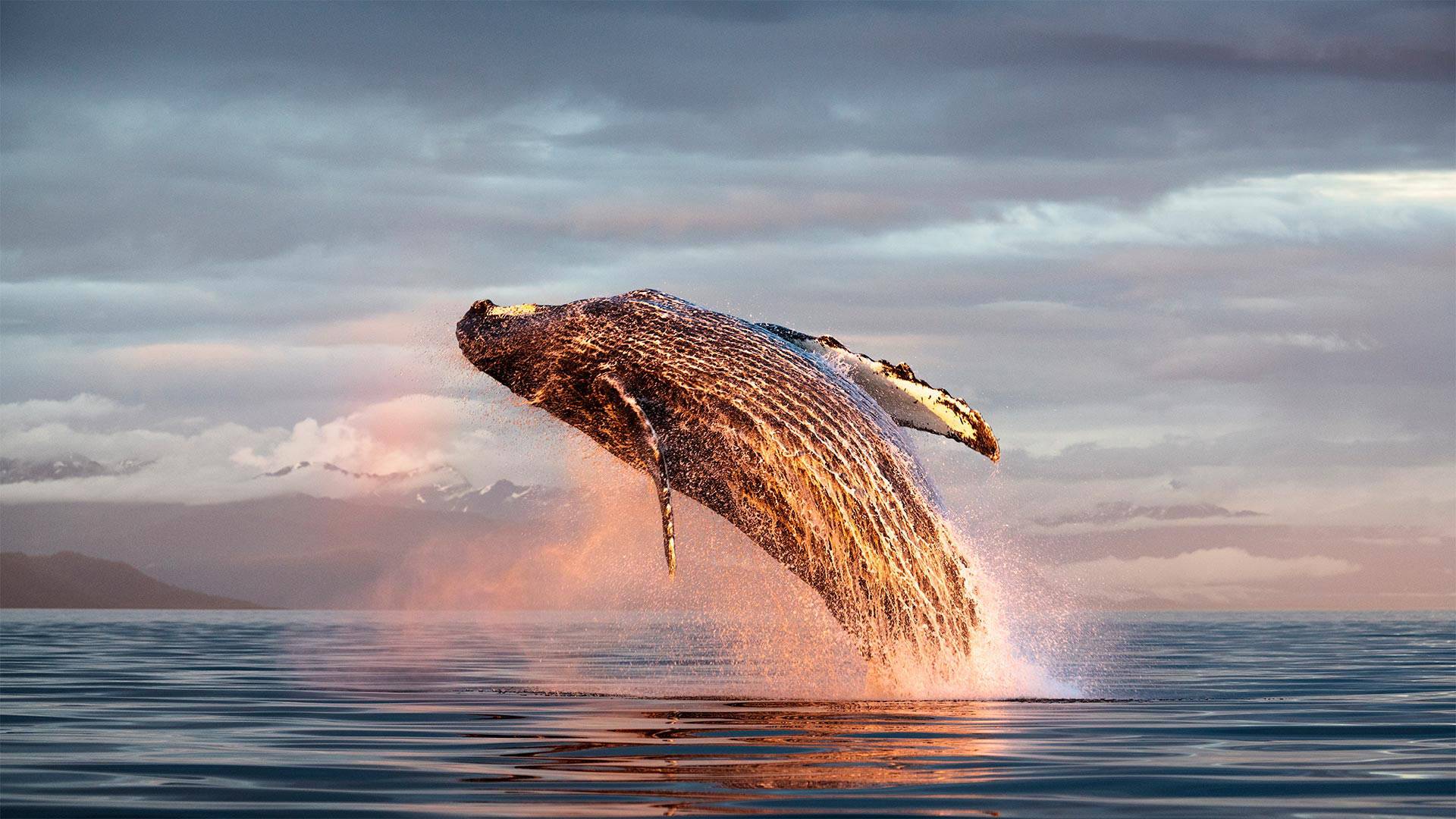 从海底冲出的<span style='color:red;'>座头鲸</span>瞬间美图，海洋与动物唯美高清生态摄影壁纸图片